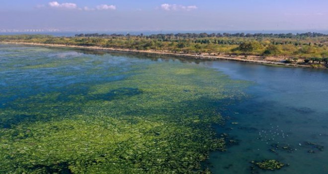 Deniz marulu İzmir Körfezi'nde yayılıyor