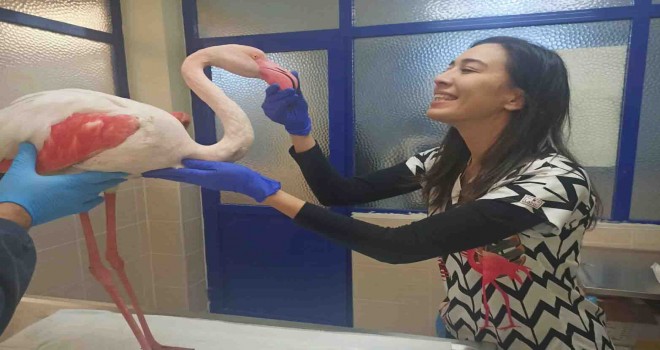Hasta flamingo sağlığına kavuşacak