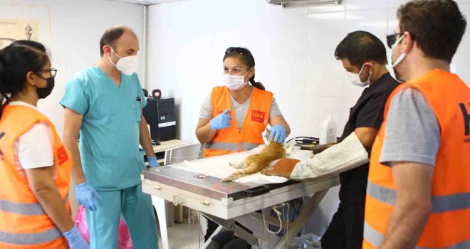 Bayraklı'da hayvanseverlere arama kurtarma eğitimi