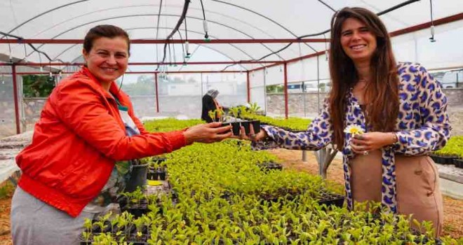 Başkan Denizli üreticilere 50 bin adet fidan dağıttı