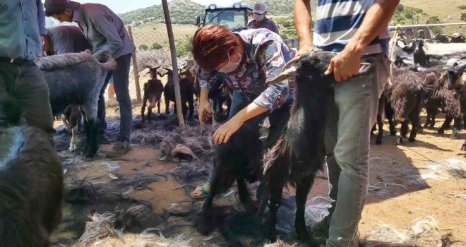 Kırkım Şenliği için tüm hazırlıklar tamam