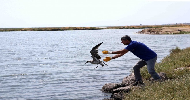Karşıyaka’da yavru martı seferberliği