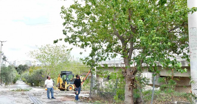 Çiğli’de sonbahar bakımı: Ağaçlar budanıyor, kent güzelleşiyor