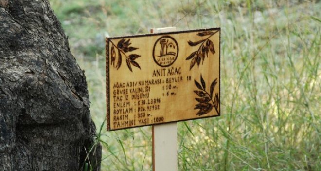 Bin yaşındaki zeytin ağaçlarından sıkılan zeytinyağları satışa çıkıyor