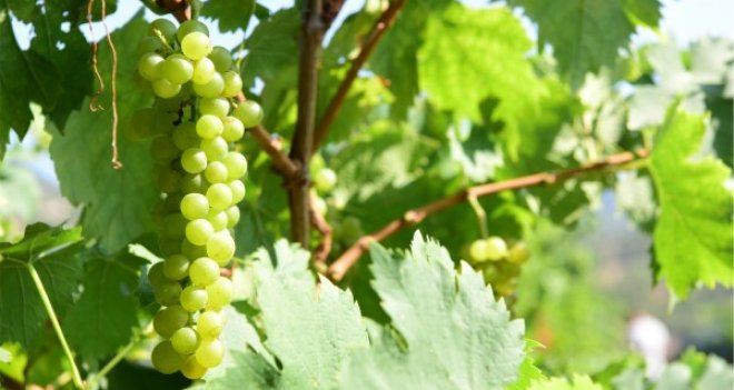 Bornova Belediyesi tarımı destekliyor