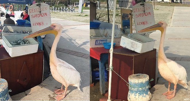 Bostanlı Balıkçısı...