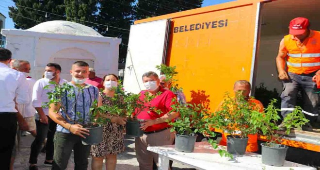 Ildırı begonvil ile donatılıyor