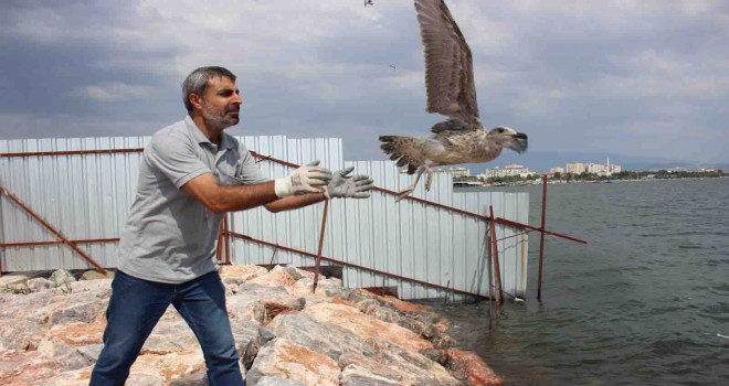 Yorgun martılar Karşıyaka'da emin ellerde