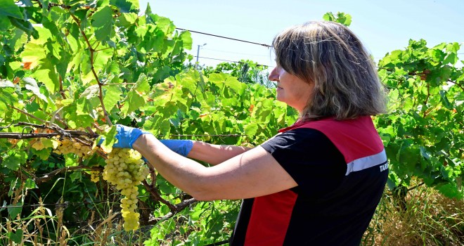 Hasat öncesi pestisit denetimi