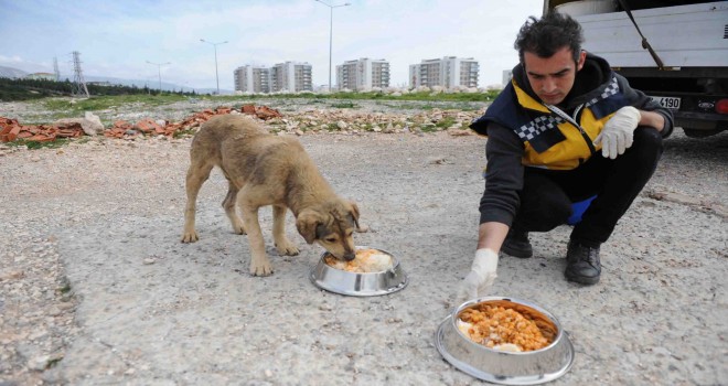 Buca’da can dostları sahipsiz değil