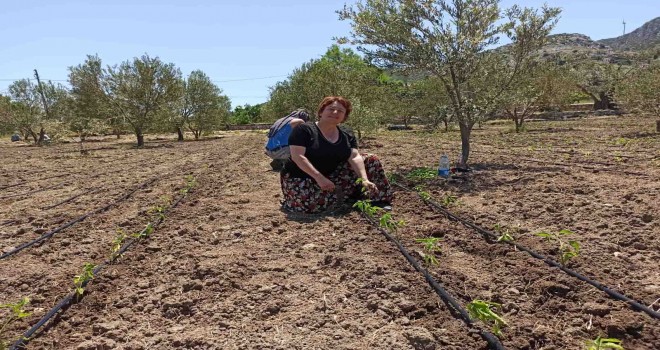 Tarladan vatandaşın sofrasına