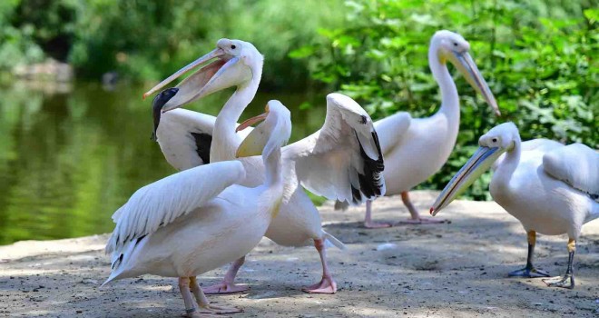 İzmir Doğal Yaşam Parkı’nın göçmen kuşları