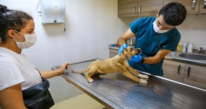 Buca’da kısırlaştırma seferberliği