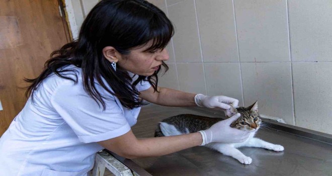 Karşıyaka'da sokak hayvanlarına kapsamlı hizmet