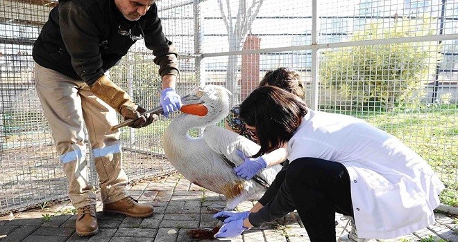 Bostanlı Balıkçı Barınağı'nın  maskotu sağlığına kavuştu...