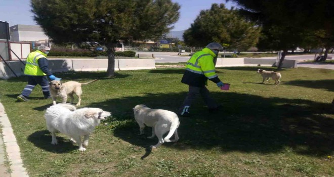 Sokağa çıkma yasağında da can dostlar unutulmadı