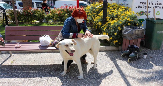 Karşıyaka'da sokak köpekleri rehabilite edilecek