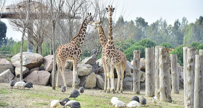 Doğal Yaşam Parkı 8.4 milyon ziyaretçiyi ağırladı