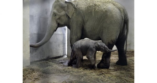 Doğal Yaşam Parkı'nda 102 kiloluk minik yavru