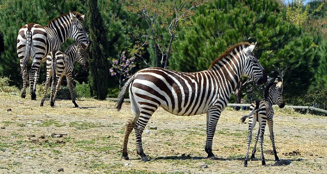 Doğal Yaşam Parkı'nda yeni rekor