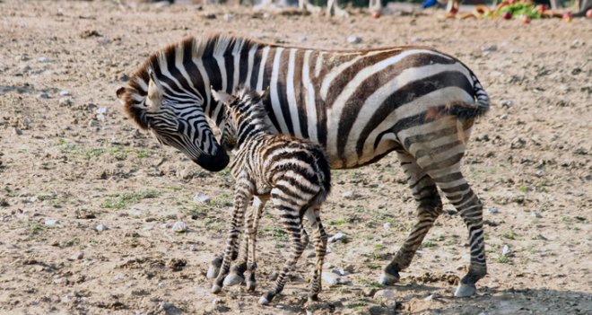 Doğal Yaşam Parkı'nın yeni misafiri zebra yavrusu