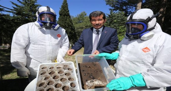 Dumansız yangınları böcekler söndürecek