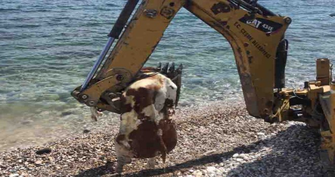 Çeşme’de sahile vuran ölü inek vatandaşları şaşırttı