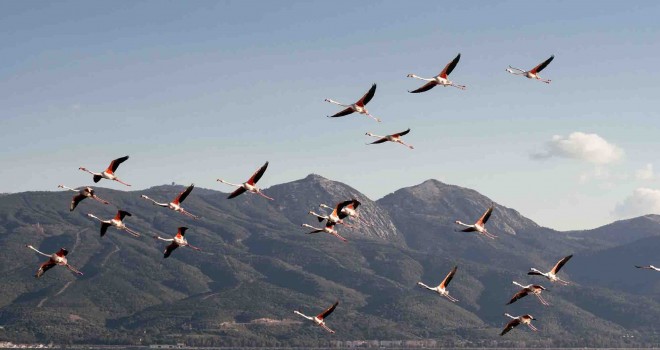 Gediz Deltası’nda Kuş Göçü İzleme Programı başladı