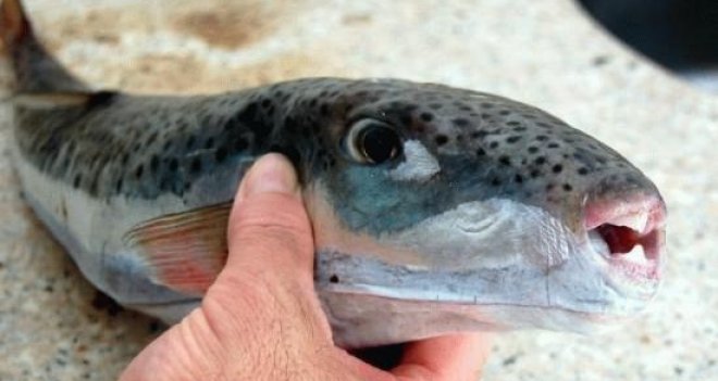 ETİ ÖLDÜRÜYOR, ZEHRİ TEDAVİ EDİYOR