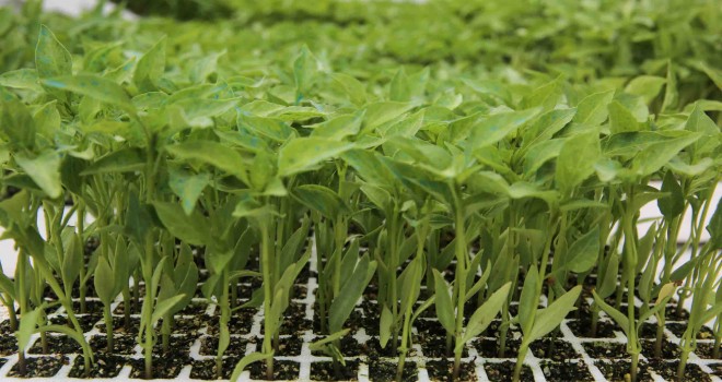 Bucalı üreticiye fide desteği