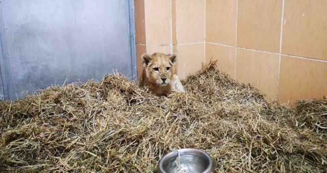 İzmir'de yavru aslan bulundu