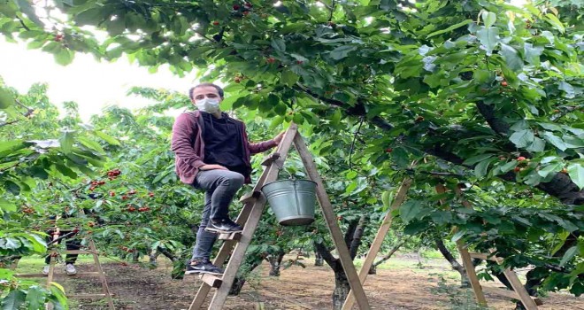 Başkan Soyer'in çağrısı yanıt buldu: 432 gönüllü meyve hasadına gidiyor
