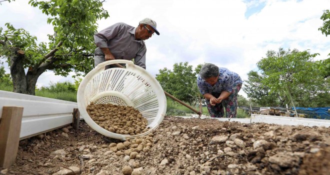 Kilogramı 750 TL’yi bulan salep Buca’da üretilecek