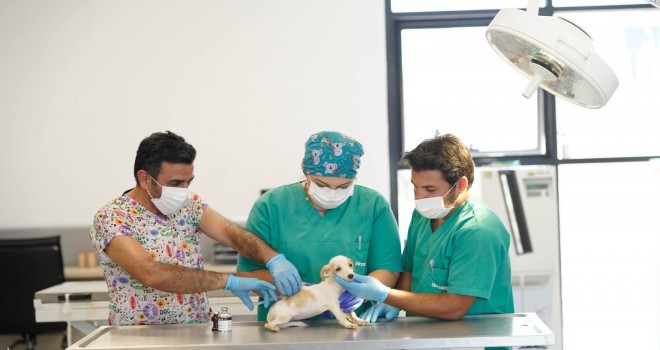 İlk kamu hayvan hastanesi İzmir’de açılıyor