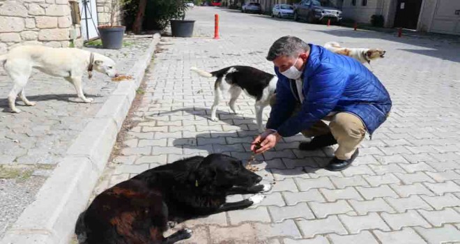 Çeşme Belediyesi sokak hayvanlarını unutmadı