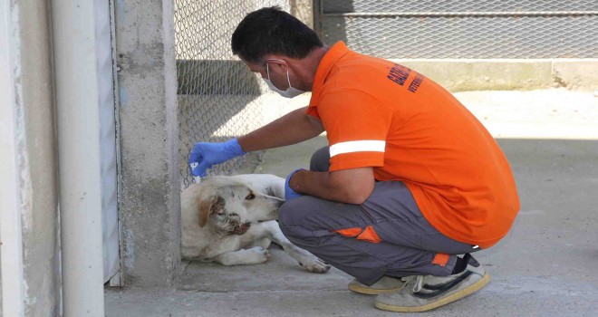 Gaziemir’de parazit mücadelesi