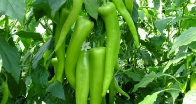 İzmir'de zam şampiyonu çarliston biber, limon ucuzladı