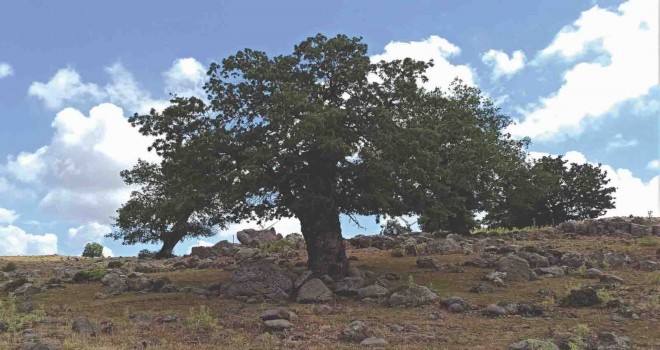 Bir Fidan Bir Dünya kampanyası başladı