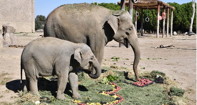 Fil Deniz, 3 yaşına girdi