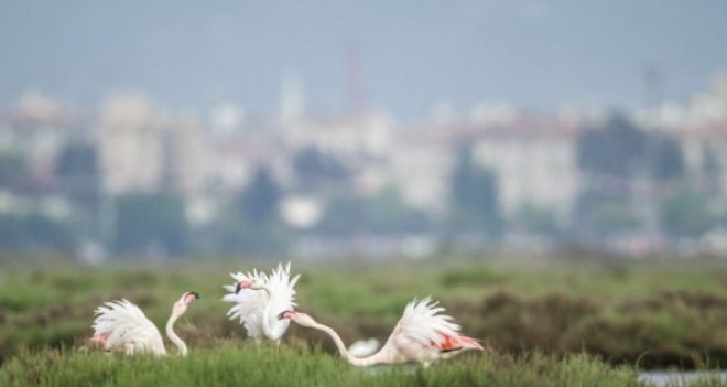 Flamingo ve Deniz börülcesi Yürüyüşü 10 Aralık'ta