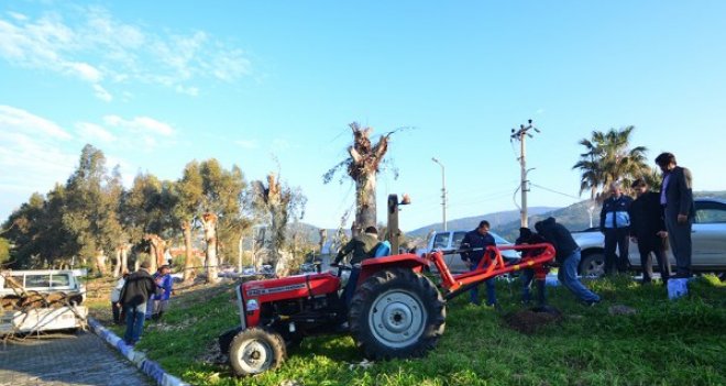 Foça yeşilleniyor...