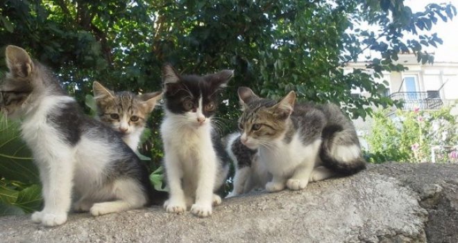 Foça'da can dostlar kontrol altında