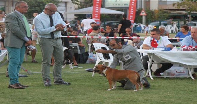 Gaziemir'de köpek ırkları yarıştı