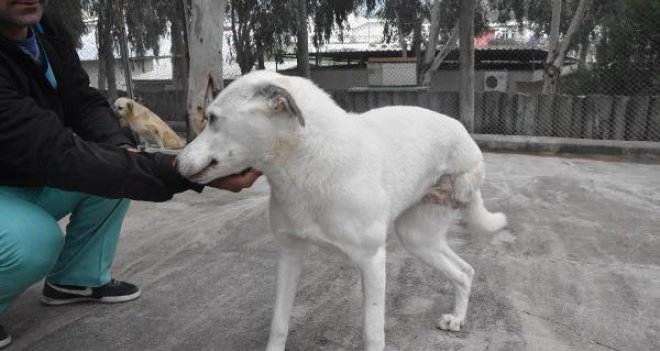 Geçici Köpek Bakımevi ve Rehabilitasyon Merkezi ampute köpeklere yuva oldu