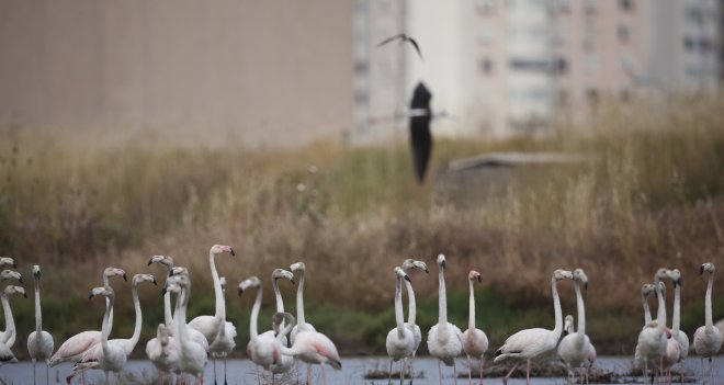 ''Gediz Deltası otoban şantiyesine dönüştürülmek isteniyor''