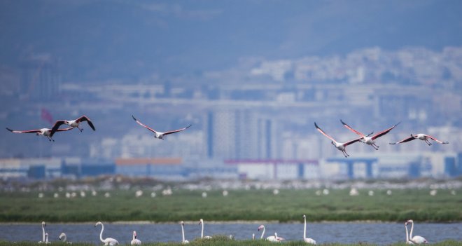 Gediz Deltası Türkiye’nin ilk UNESCO Dünya Doğa Mirası olabilir
