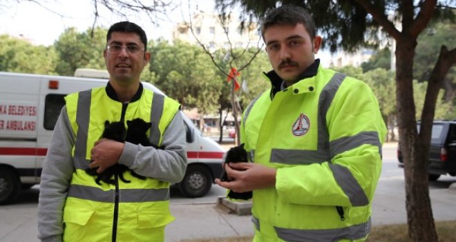 Gemide doğan kedilere yuva aranıyor...