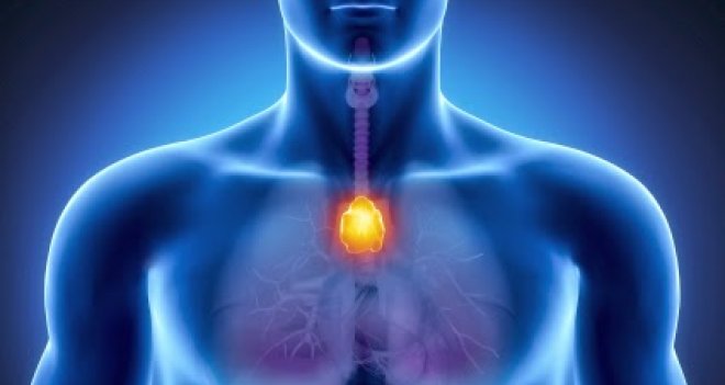 Hastalıklara karşı koyan organ: timüs bezi