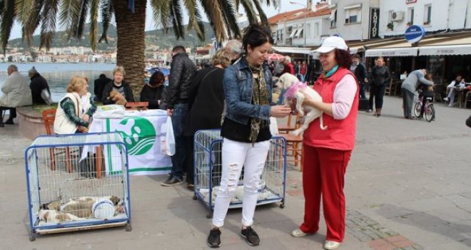 HAYAD minik köpeklere yuva buldu