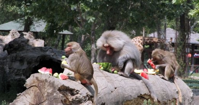 HAYVANLARA BUZ GİBİ ZİYAFET